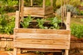 Closeup of cabbage leaves growing on the fenced wooden garden bed