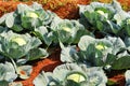 Closeup of Cabbage plantation in India Royalty Free Stock Photo