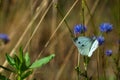 Closeup of a cabbage white butterfly on a blue flower