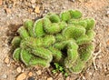 The closeup cactus