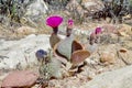 Springtime Cactus Blossoms, Red Rock Conservation Area, Nevada Royalty Free Stock Photo