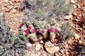 Springtime Cactus Blossoms, Red Rock Conservation Area, Nevada Royalty Free Stock Photo