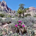 Springtime Cactus Blossoms, Red Rock Conservation Area, Nevada Royalty Free Stock Photo