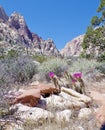 Springtime Cactus Blossoms, Red Rock Conservation Area, Nevada Royalty Free Stock Photo