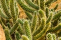 Closeup of cactus branches, tropical plant specie from the desert of america, exotic nature background