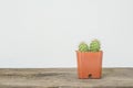 Closeup cactus in brown plastic pot on blurred wood desk and white cement wall textured background with copy space Royalty Free Stock Photo