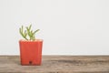 Closeup cactus in brown plastic pot on blurred wood desk and white cement wall textured background with copy space Royalty Free Stock Photo