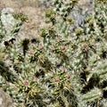 Springtime Cactus Blooms, Red Rock Conservation Area, Nevada Royalty Free Stock Photo