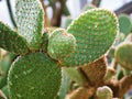 Closeup cactus Bunny ear plant Opuntia microdasys ,Opuntioid cacti ,heart shaped ,Indian fig ,smooth Mountain Prickly Pear