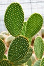 Closeup cactus Bunny ear plant Opuntia microdasys ,Opuntioid cacti ,heart shaped ,Indian fig ,smooth Mountain Prickly Pear ,Missio