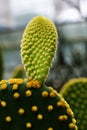 Closeup cactus Bunny ear plant Opuntia microdasys ,Opuntioid cacti ,heart shaped ,Indian fig ,smooth Mountain Prickly Pear ,Missio