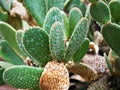 Closeup cactus Bunny ear plant Opuntia microdasys ,Opuntioid cacti ,heart shaped ,Indian fig ,smooth Mountain Prickly Pear