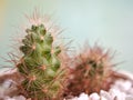 Closeup cactus Bunny ears , Opuntioideae plants in pot with blurred background, macro image ,soft focus ,sweet color for card d Royalty Free Stock Photo