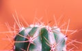 Closeup cactus coryphantha in orange background