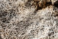 Closeup of Cactus Decomposing Into Fiberous Web Royalty Free Stock Photo