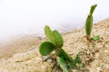 Closeup cactus. Desert Mountain Landscape Royalty Free Stock Photo