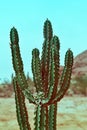 Closeup Of Cactus In Desert At Southern Arizona, Selective Focus