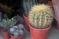 cactus in a florist store showroom Royalty Free Stock Photo