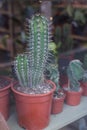 cactus in a florist store showroom Royalty Free Stock Photo