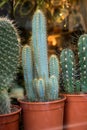 cactus in a florist store showroom Royalty Free Stock Photo