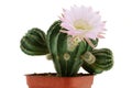 Closeup of Cactus Flower Royalty Free Stock Photo