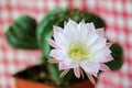 Closeup of Cactus Flower Royalty Free Stock Photo