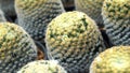 Closeup cactus flowers