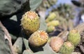 Cactus fruits closeup