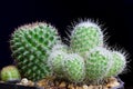 Closeup cactus isolate on black background Royalty Free Stock Photo