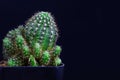 Closeup cactus isolate on black background Royalty Free Stock Photo
