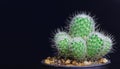 Closeup cactus isolate on black background Royalty Free Stock Photo
