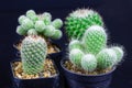 Closeup cactus isolate on black background