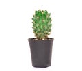 Closeup cactus isolated on white background Royalty Free Stock Photo