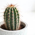 Closeup of a Cactus with isolated on white background Royalty Free Stock Photo