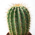 Closeup of a Cactus with isolated on white background Royalty Free Stock Photo