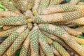 Closeup cactus live in desert background