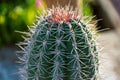 Closeup of a cactus with many spines