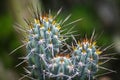 Closeup cactus