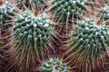 Closeup of a cactus plant. Royalty Free Stock Photo