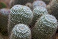 Closeup of a cactus plant. Royalty Free Stock Photo