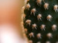 Closeup cactus plants Bunny ears , Opuntioideae desert plant with bright blurred background ,macro image and soft focus ,sweet Royalty Free Stock Photo