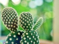 Closeup cactus plants Bunny ears , Opuntioideae desert plant with bright blurred background ,macro image and soft focus ,sweet Royalty Free Stock Photo