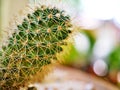 Closeup cactus plants  Echinocactus grusonii -golden barrel Mammillaria desert plants Royalty Free Stock Photo