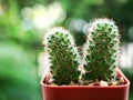 Closeup cactus plants Mammillaria elongata ,Kopper king desert plants and blurred background, soft focus ,macro image ,sweet color Royalty Free Stock Photo