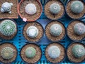 Closeup cactus in pot