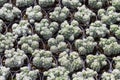 Closeup cactus pot