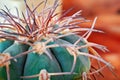 Closeup cactus stem with sharp spines. Areoles green cactus with prickles.