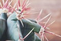 Closeup cactus stem showing sharp spines. Areoles cactus with red prickles. Royalty Free Stock Photo
