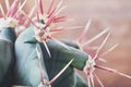 Closeup cactus stem showing sharp spines. Areoles cactus with red prickles.