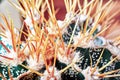 Closeup cactus stem showing sharp spines, top view. Areoles cactus with yellow prickles.